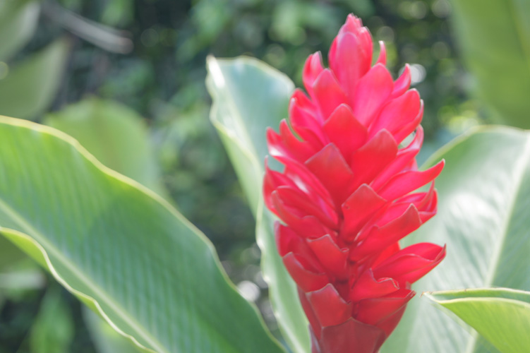 There are pretty flowers like this one all over the place in Polynesia, growing wild.