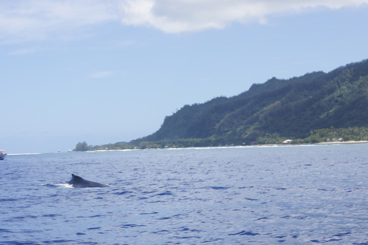 We went on a whale-watching expedition while in Moorea.