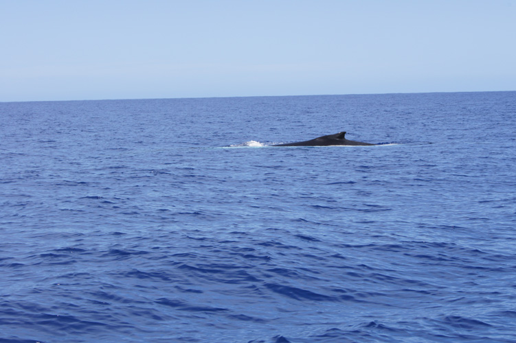 While in the water with our snorkel gear on, the whale swam directly underneath us!