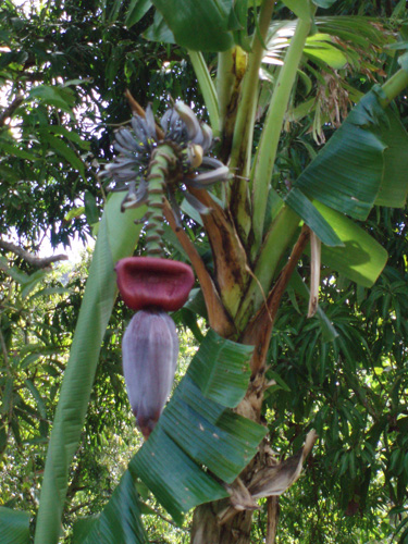 A banana tree!
