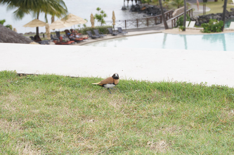 A Chestnut-breasted Mannikin enjoying the view with us.