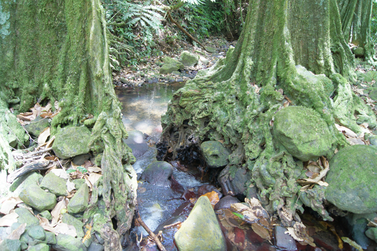 We found a creek near the temple.