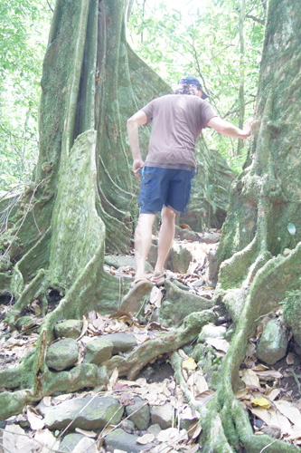 Walking through a tree tunnel.