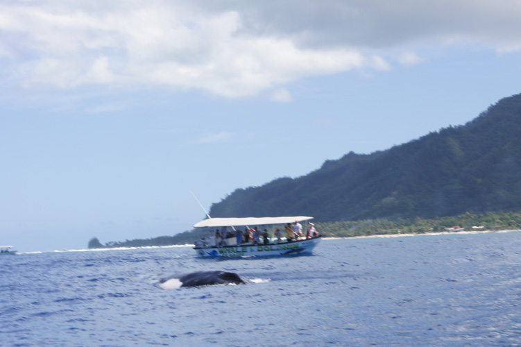 There was a humpback whale swimming in the bay.