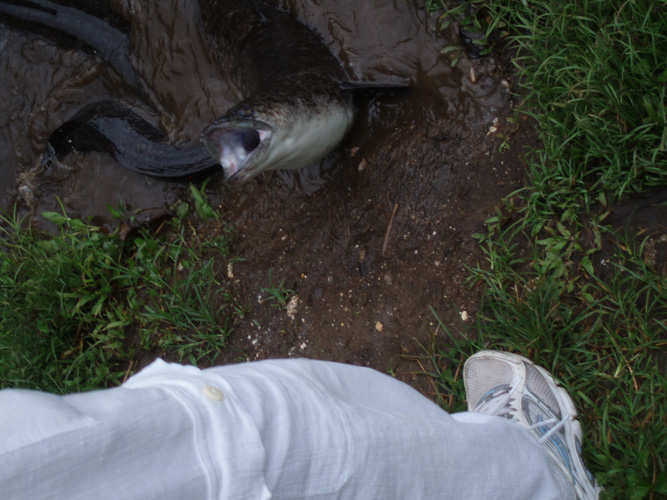 Some of the bigger ones wiggled their way up the shore of the river to get more mackeral.